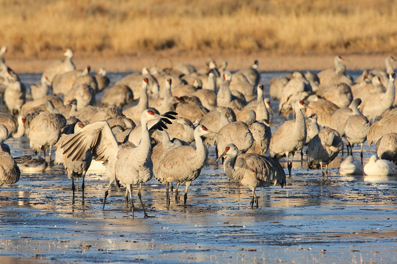 Sandhill Cranes in the Water (5938)