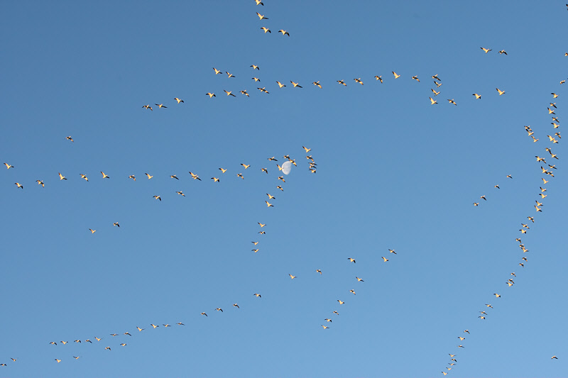Snow Geese Across the Moon (5859)