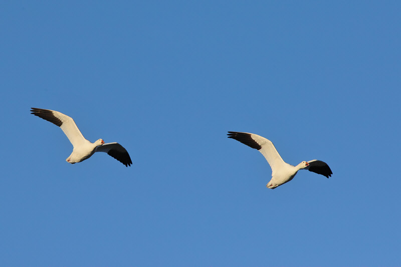 Snow Geese Flying Overhead (6051)