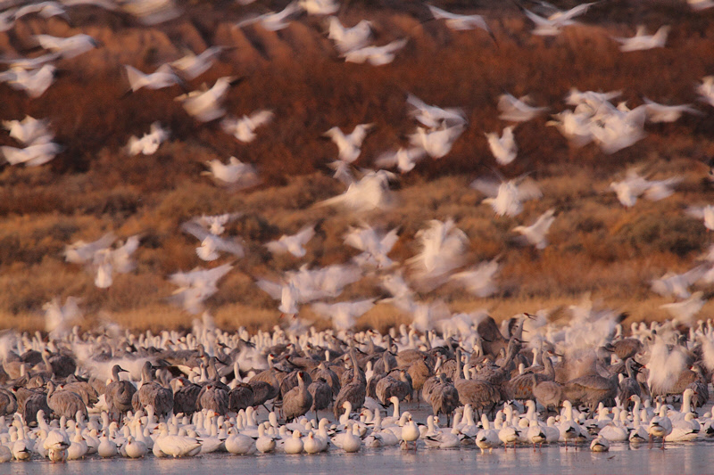 Bosque del Apache -- Feb 2013