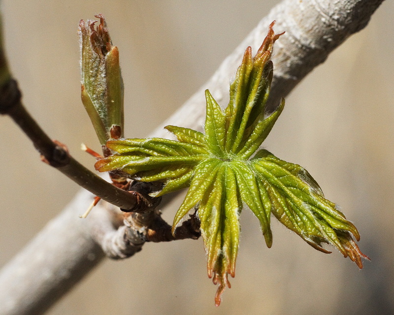 Big Tooth Maple #108 New Growth (4217)
