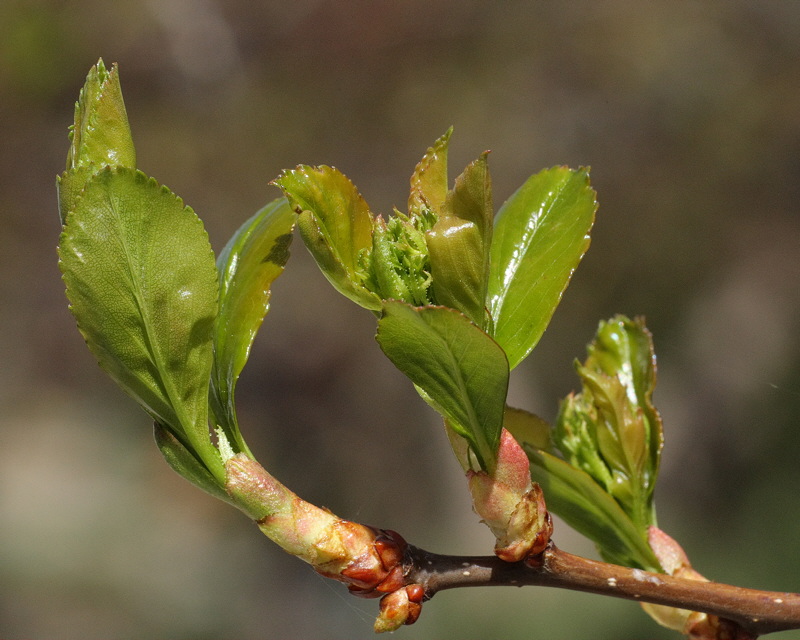 Cockspur Hawthorn #112 New Growth (4198)