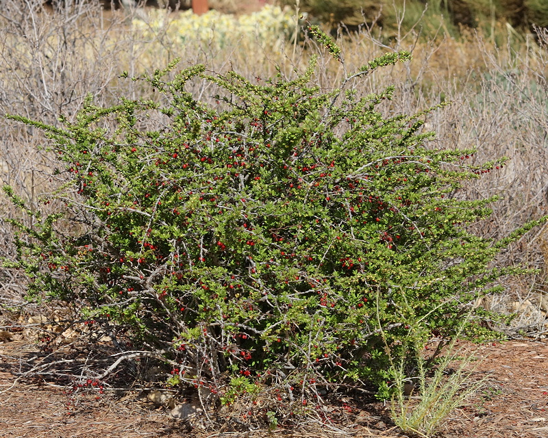Green Barberry #434 (4103)