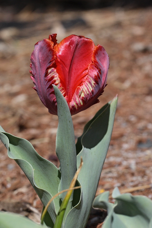 Tulip Blossom (4182)