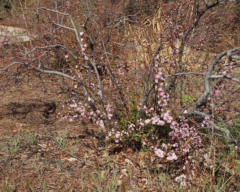 Dwarf Pink Flowering Almond #414 (4558)