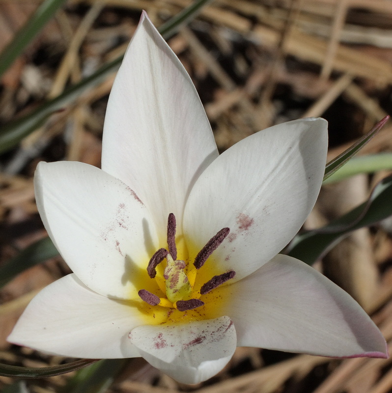 Tulip Ancilla #513 (4911)