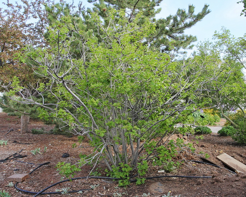 Wentworth American Cranberry Viburnum #419 (6819)