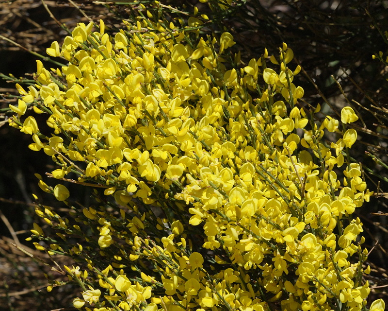 Warminster Broom #427 Flowers (6876)