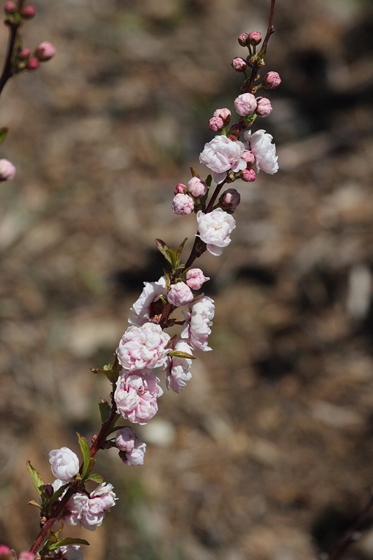 Dwarf Pink Flowering Almond #414 (6888)