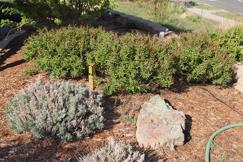 Lavender 'Mitcham Grey' #601 and Neon Flash Spirea #300 (6850)