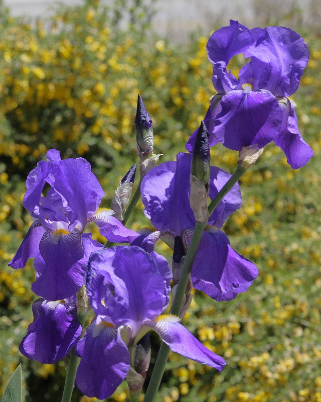 Blue Fragrant Bearded Iris #743 (6882)