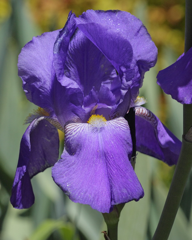 Blue Fragrant Bearded Iris #743 (6880)
