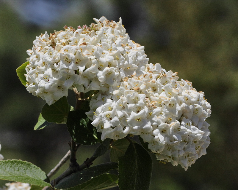 Korean Spice Viburnum #432 Flowers (6890)