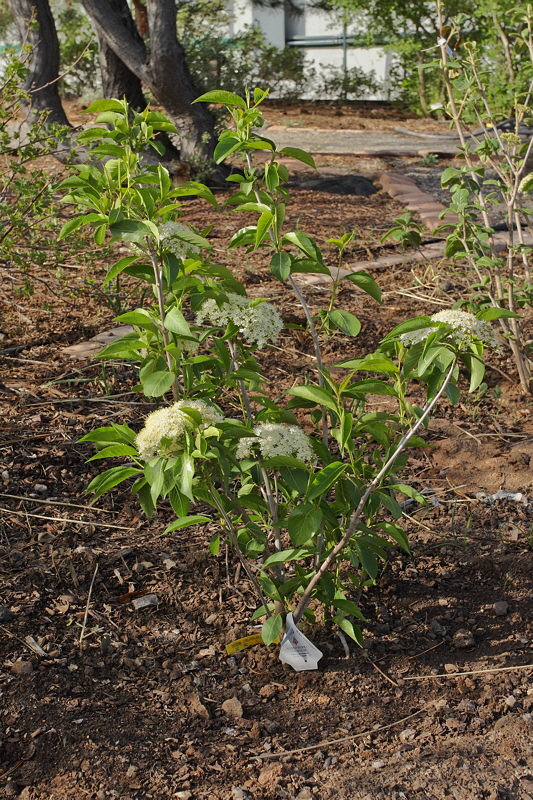 Nannyberry Viburnum #407 [2008] (6831)