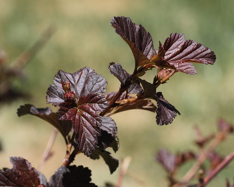 Purple Ninebark #302 Foliage (6884)