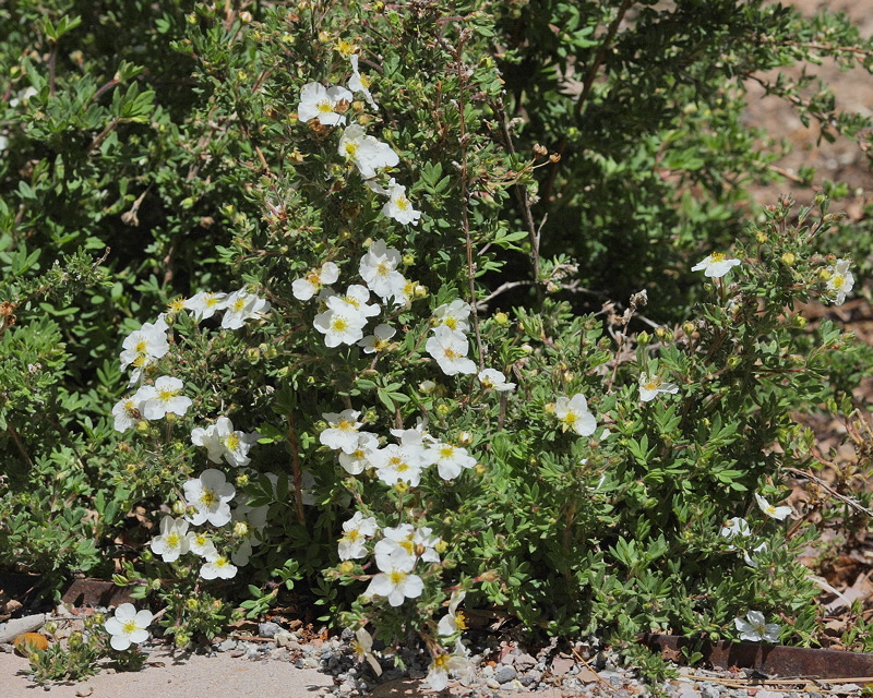 Abbotswood Potentilla #405 Flowers (6886)