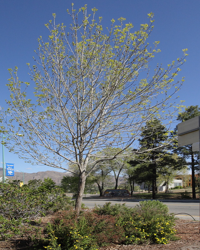 Autumn Purple Ash #111 [2008] (6853)