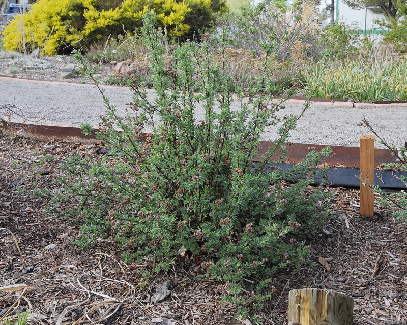 Potentilla #413 (6814)