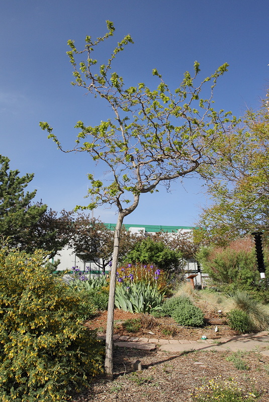 Twisted Black Locust #103 (6835)