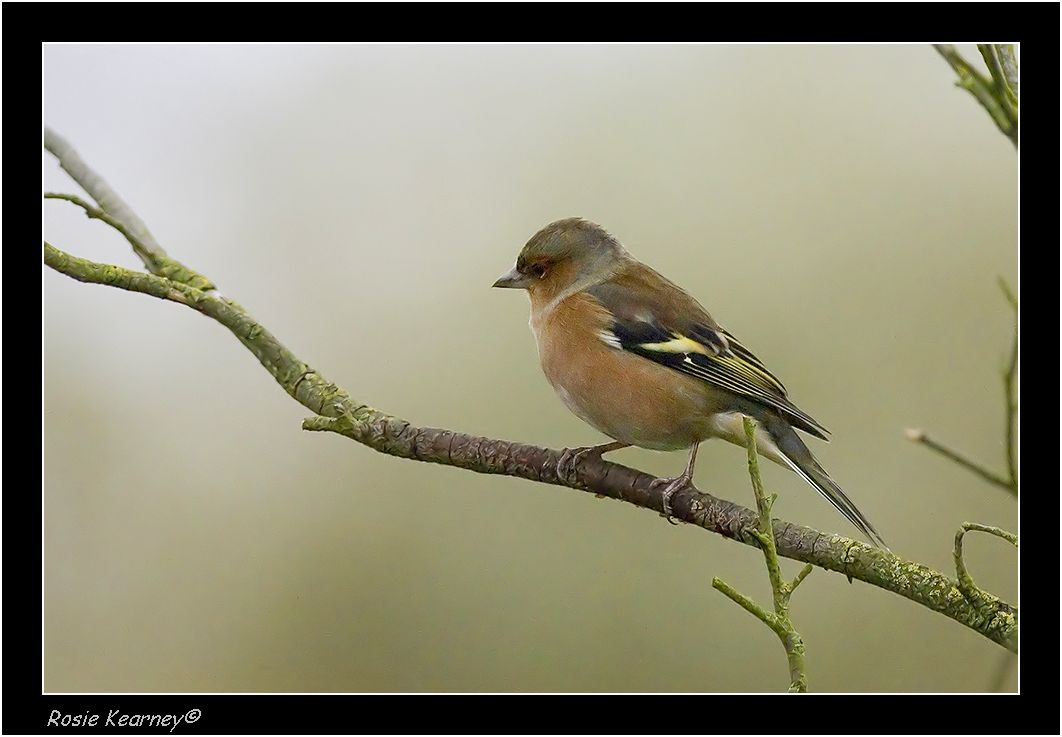 chaffinch pbase.jpg