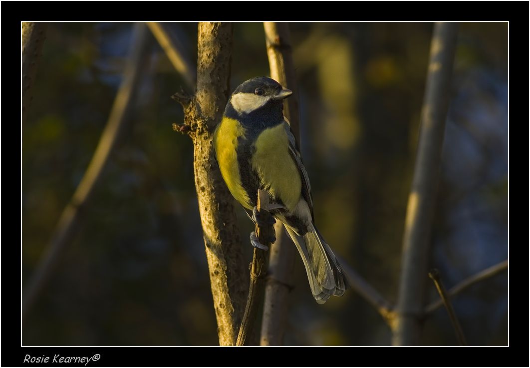 great tit.jpg