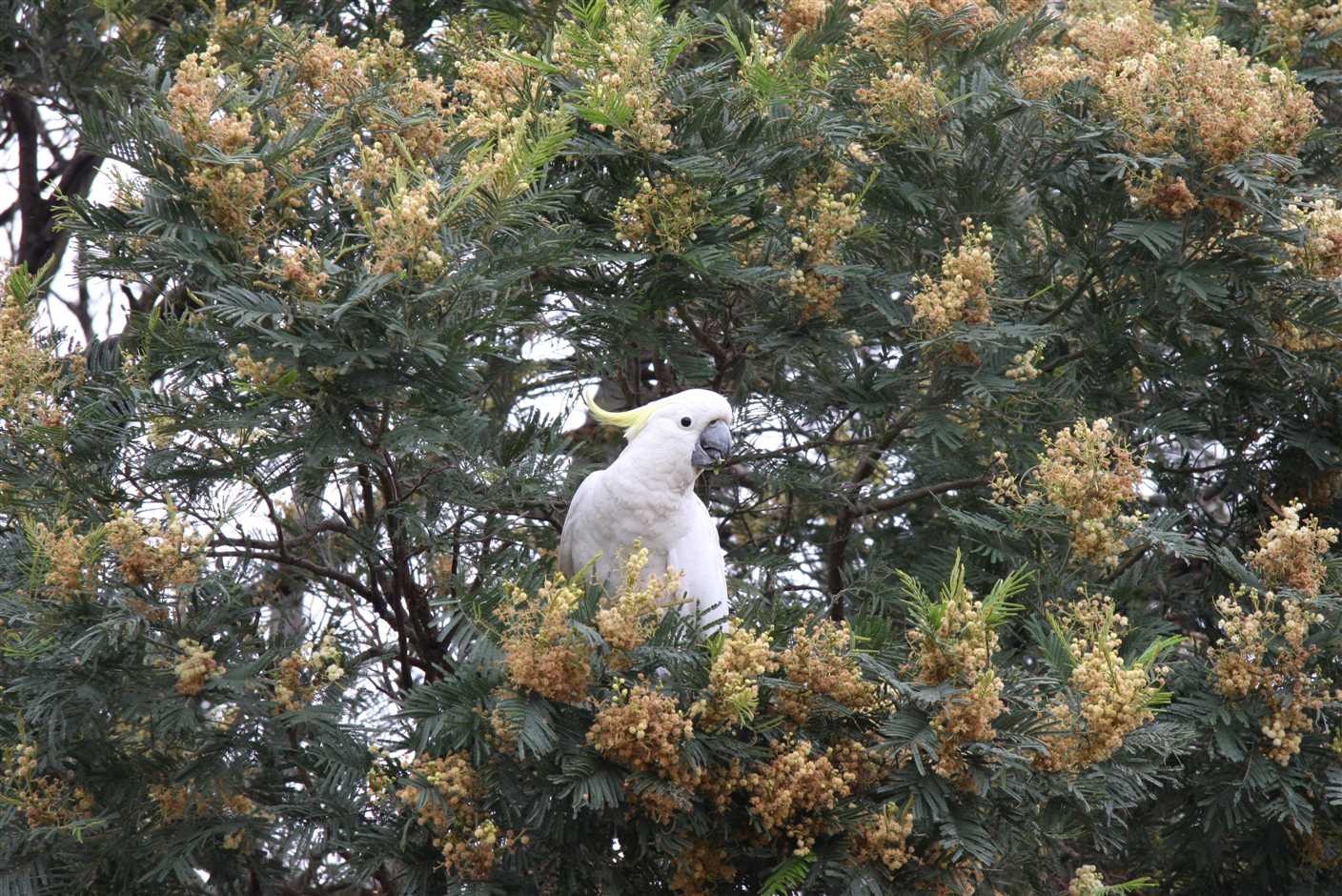 26 october Cockatoo in Wattle tree