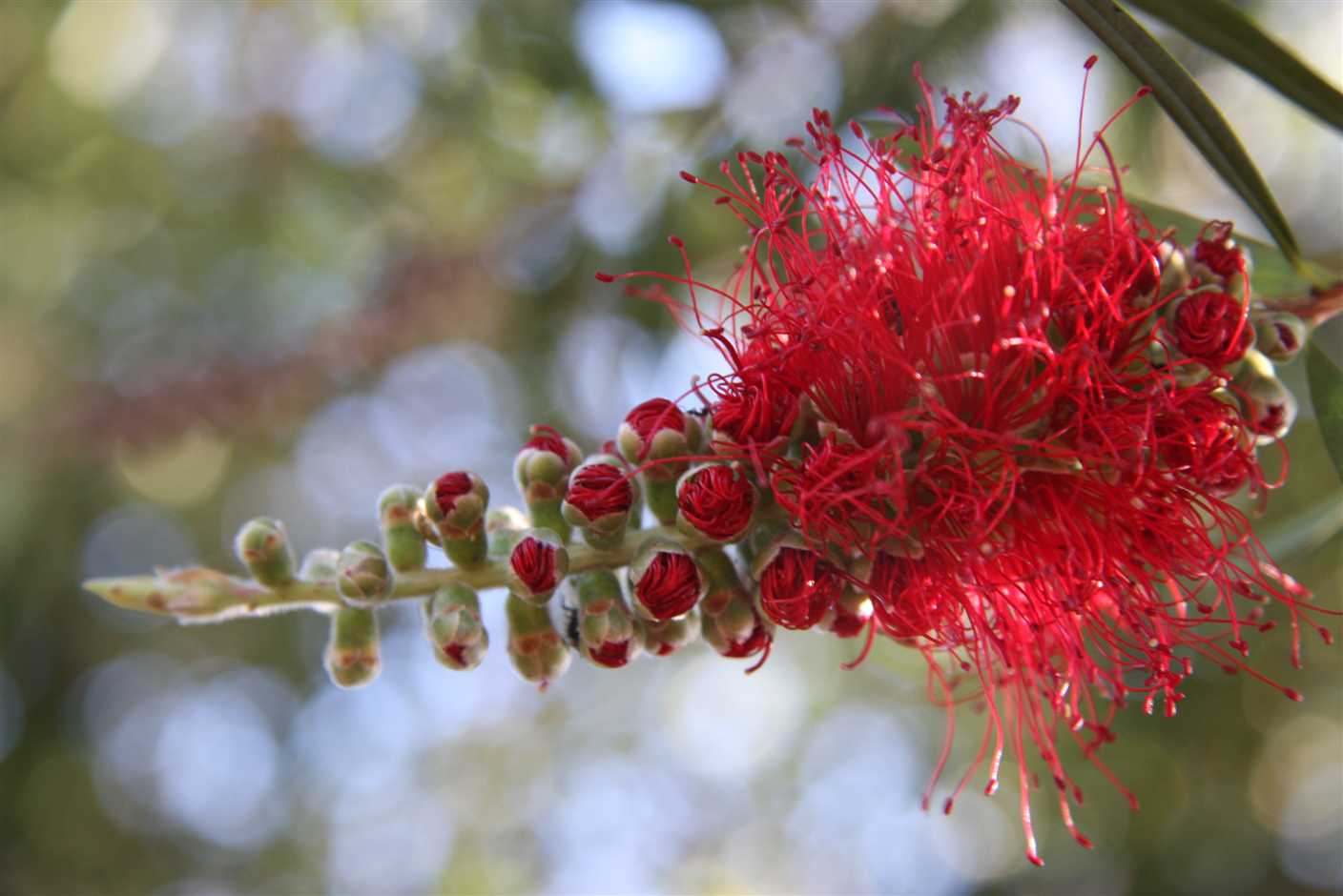 6 november Callistemon