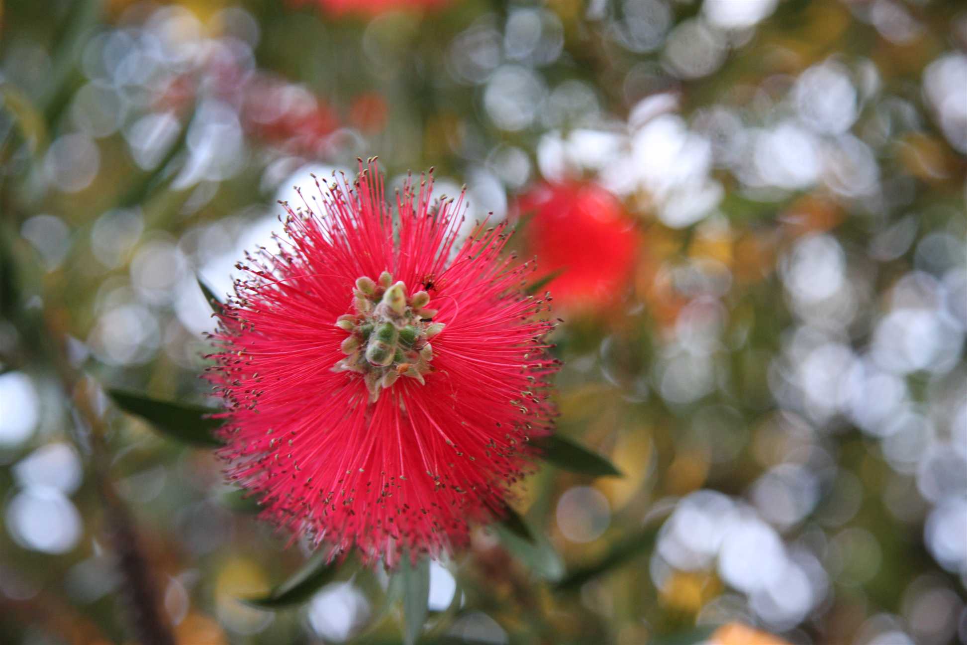 11 november Light spots and callistemon