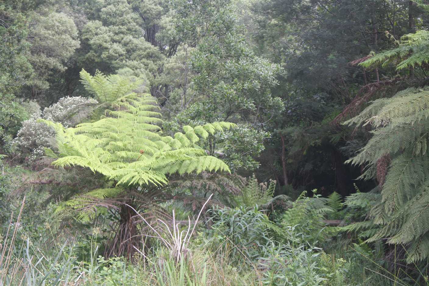 29 november Ferntree