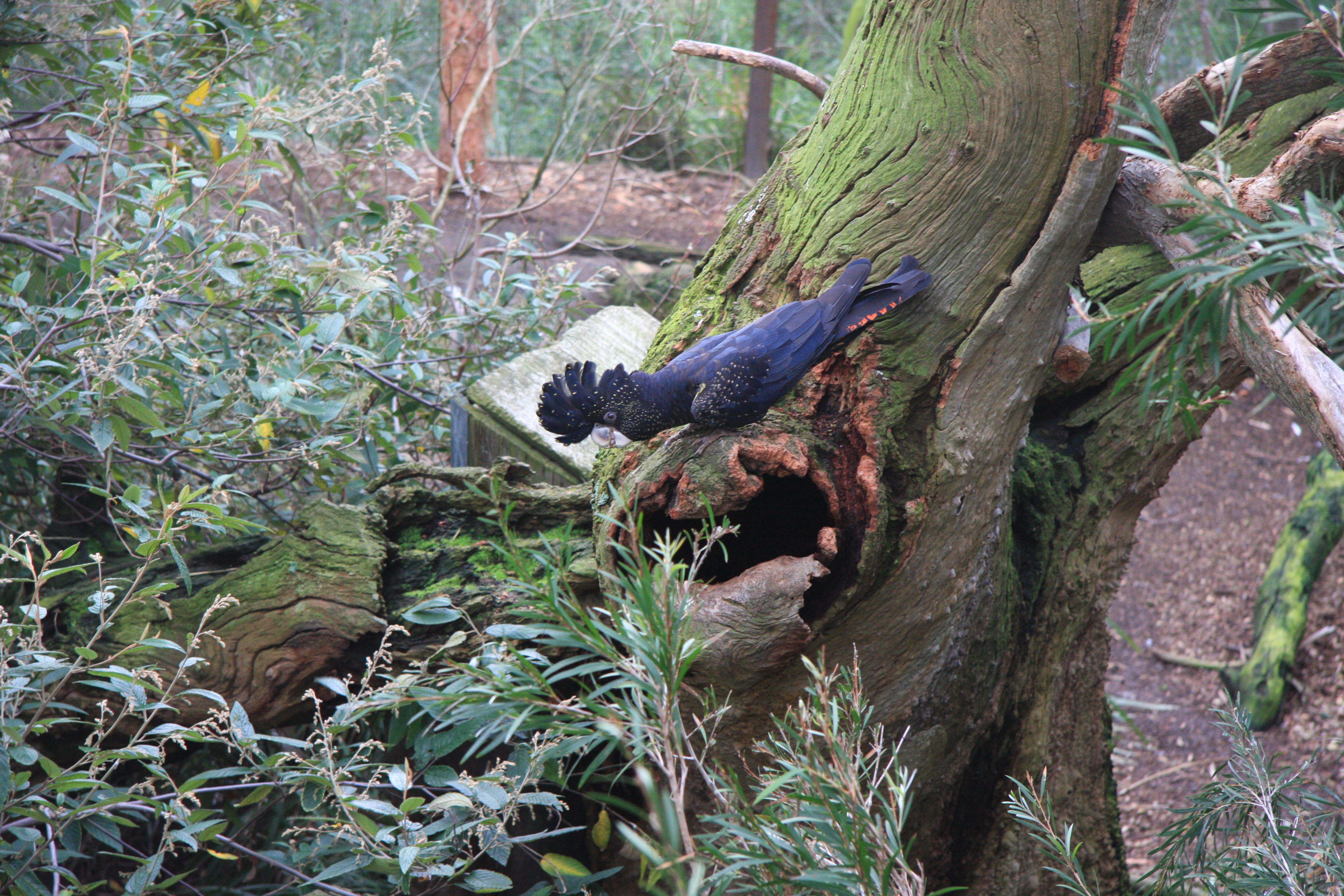 23 May Red Tailed Black Cockatoo