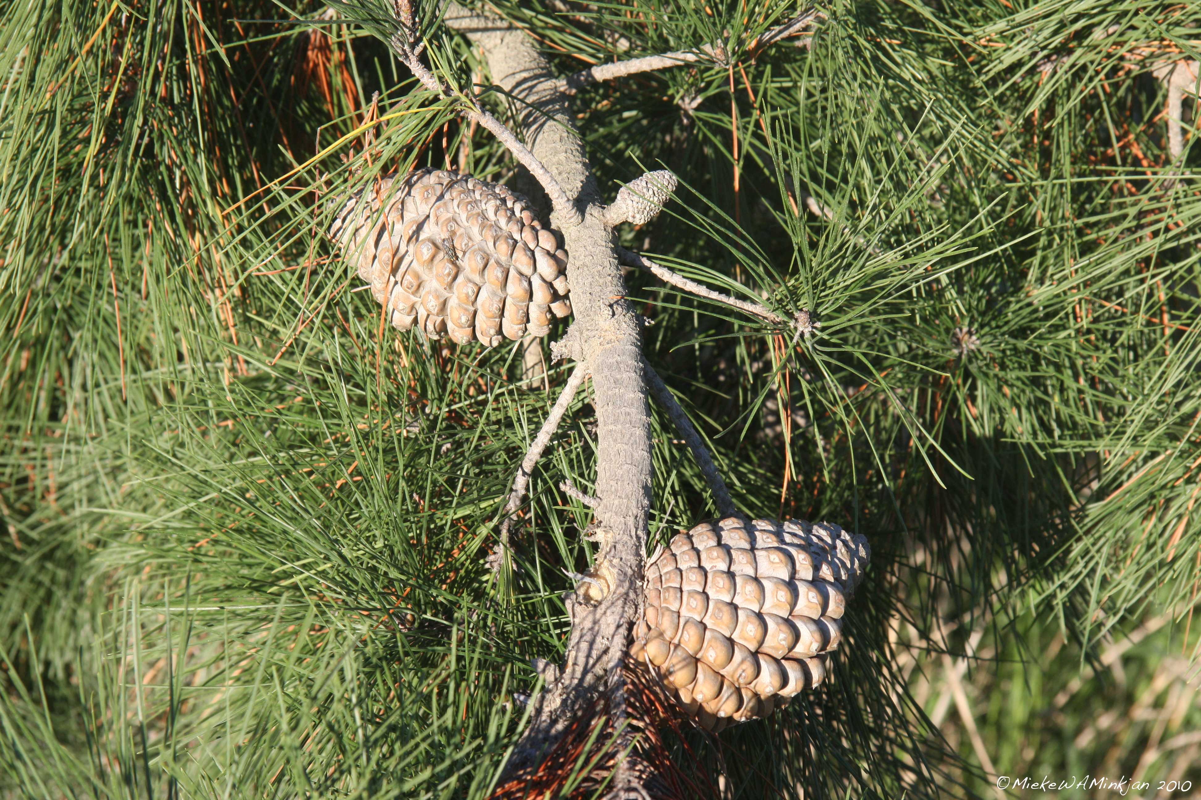 2 Pine cones