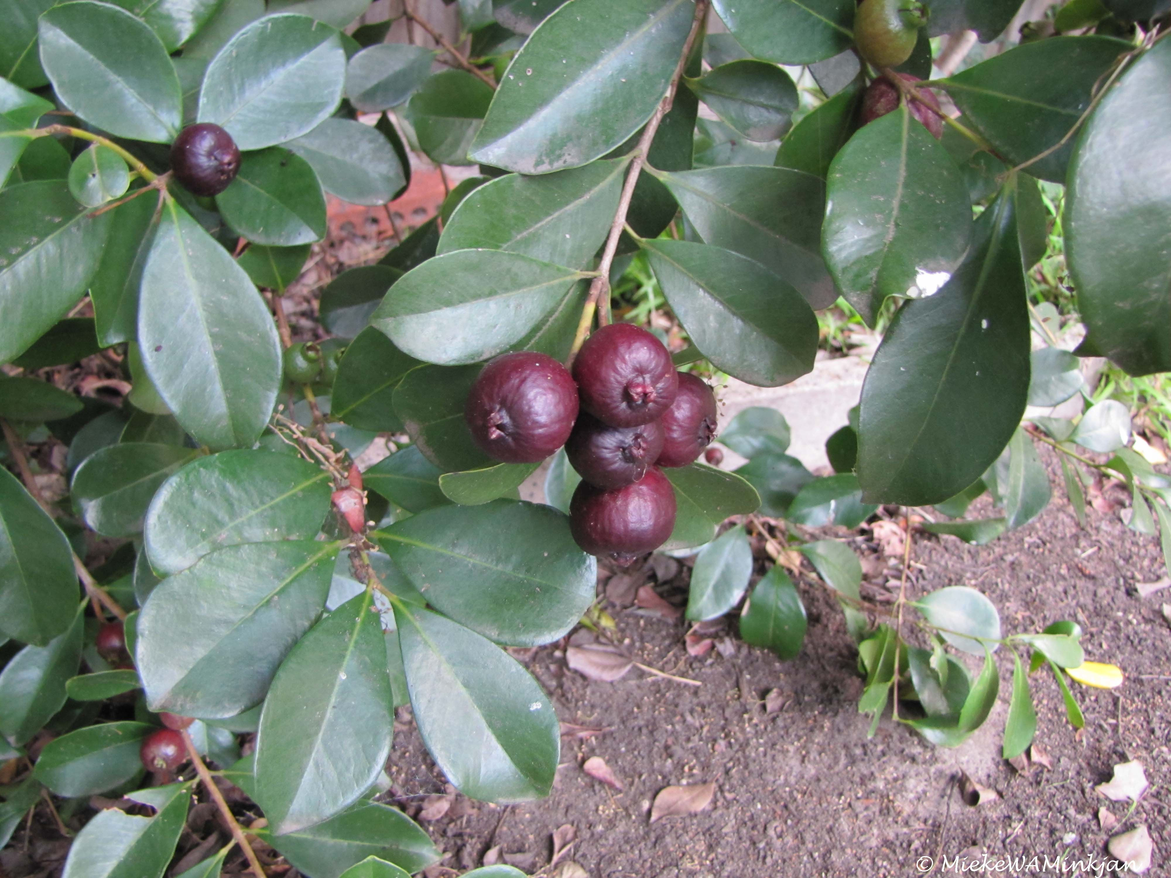 Strawberry Guava fruits