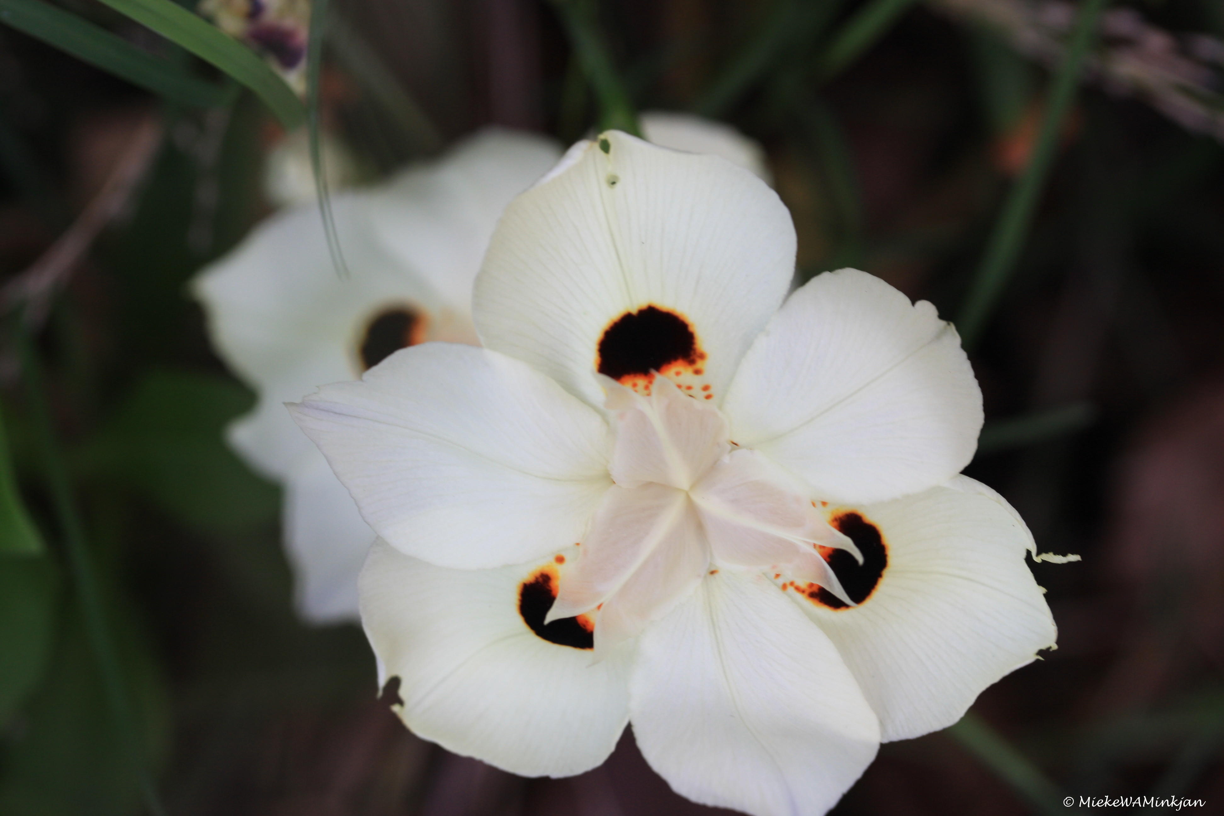 Dietes Bicolour