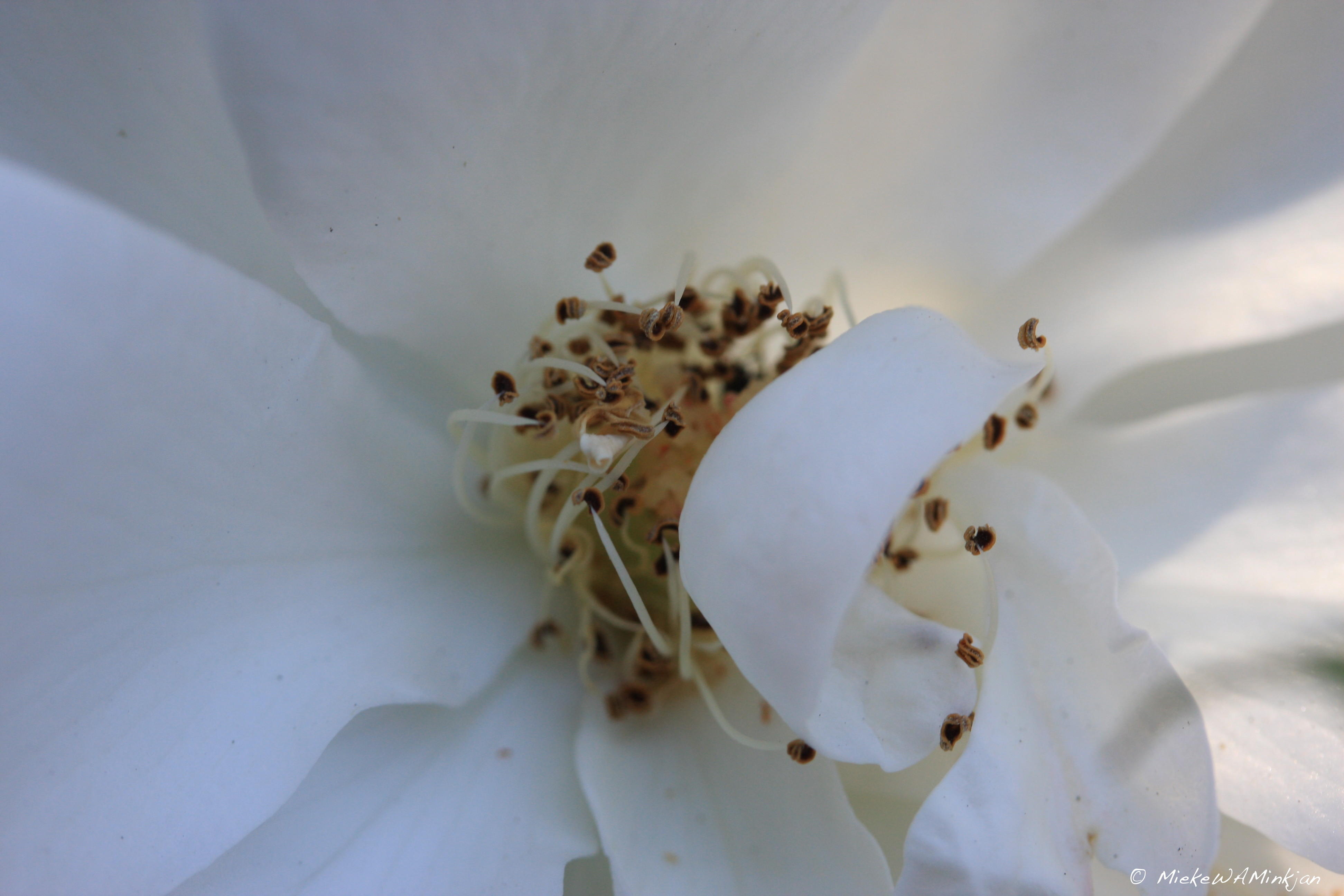 Iceberg Rose