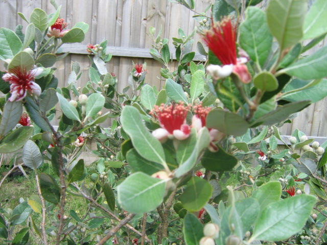 9 november 2005 Feijoa