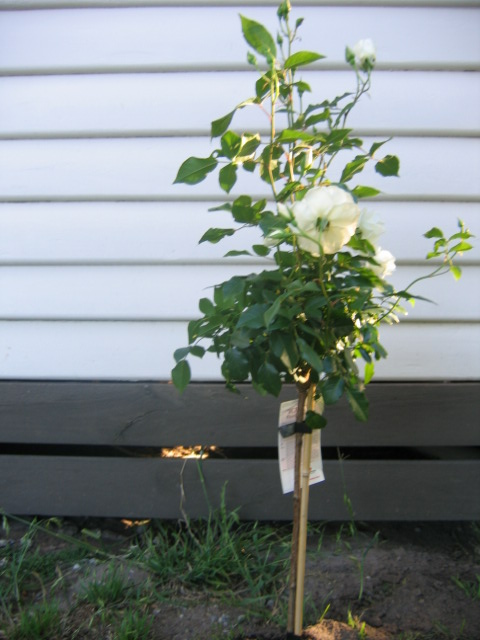 13 november 2005 Today i planted this white rose