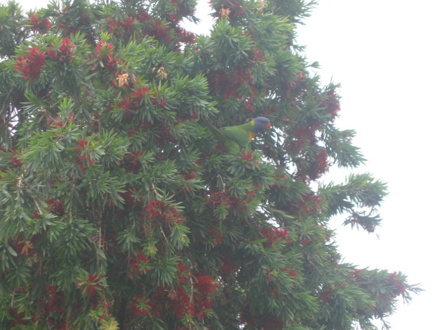 20 november 2005 Rainbow Lorikeet
