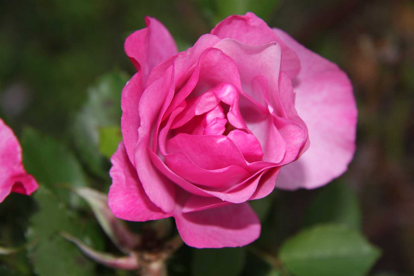 17 june rose still flowering
