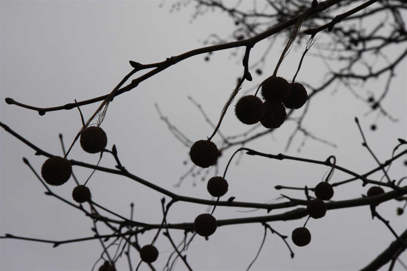 21 june Plane tree fruit