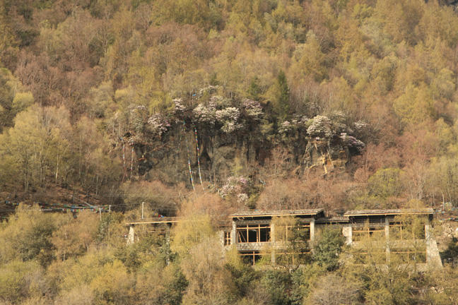 alpine rhododendron.jpg