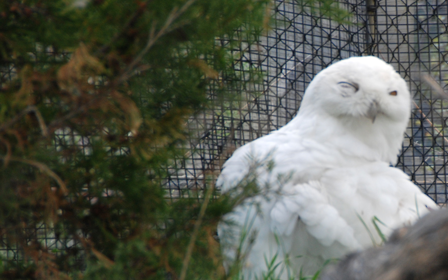 Snow Owl One Eye Open.jpg