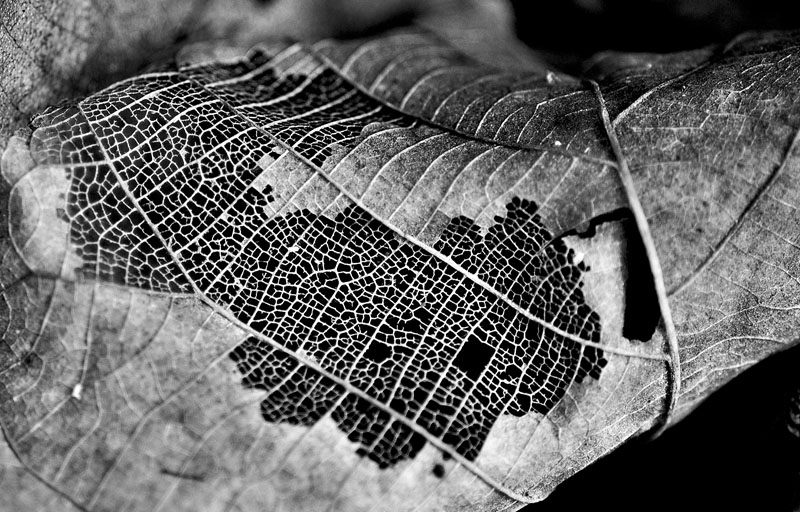 Decay