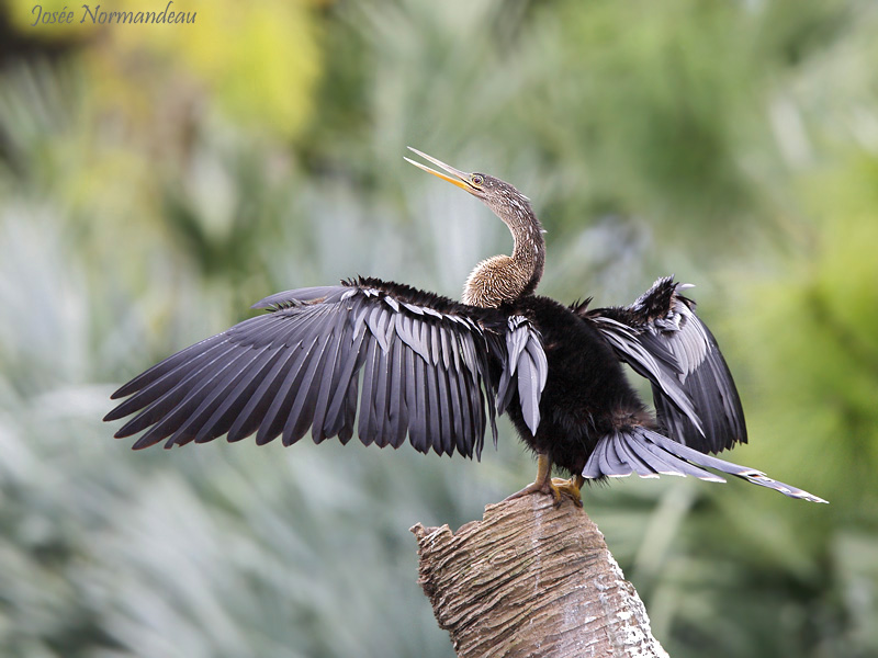 anhinga 8751.jpg