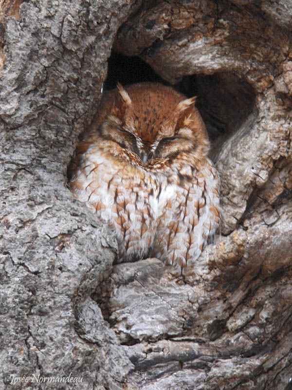 petit duc 0793.jpg