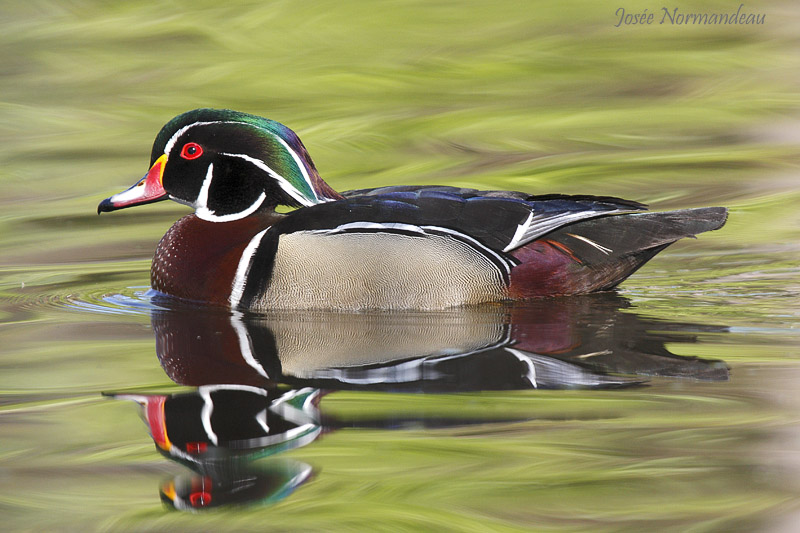 canard branchu 8684.jpg