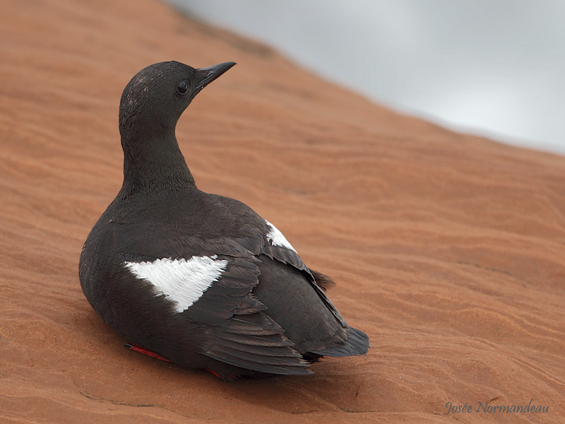 guillemot a miroir 2269.jpg