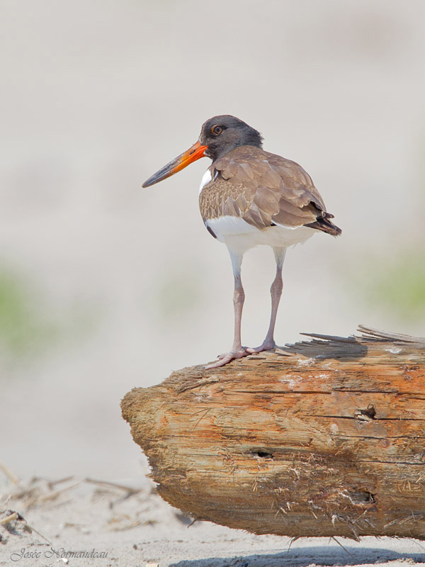 huitrier juvenile2 6366.jpg