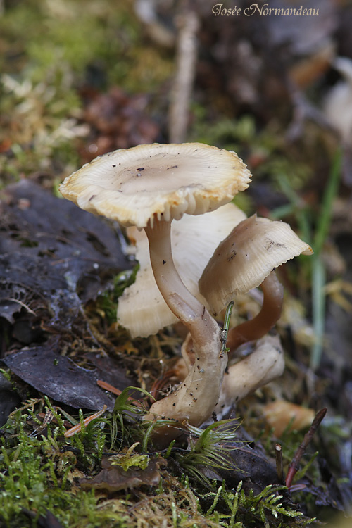 champignons 6870.jpg