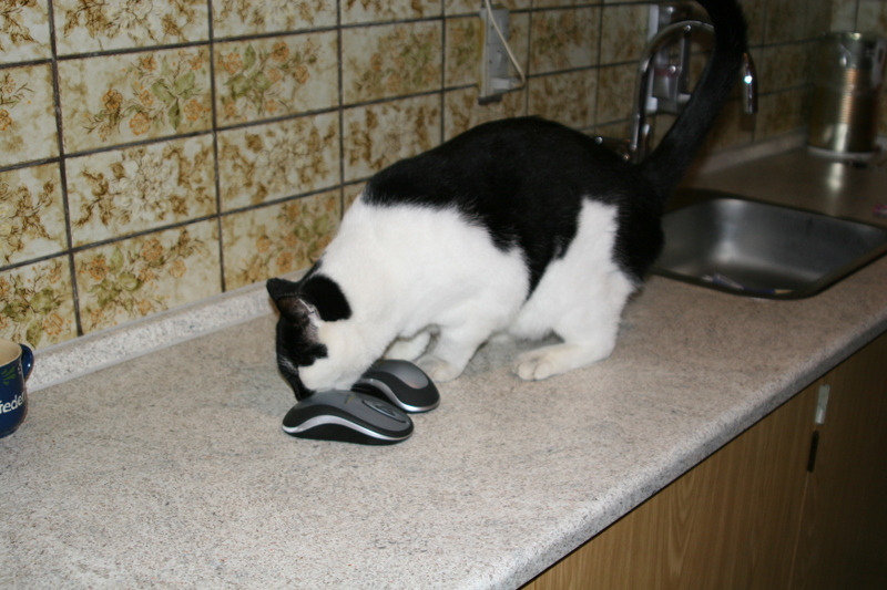 Frederik har fanget to mus / Frederik has  caught two mice