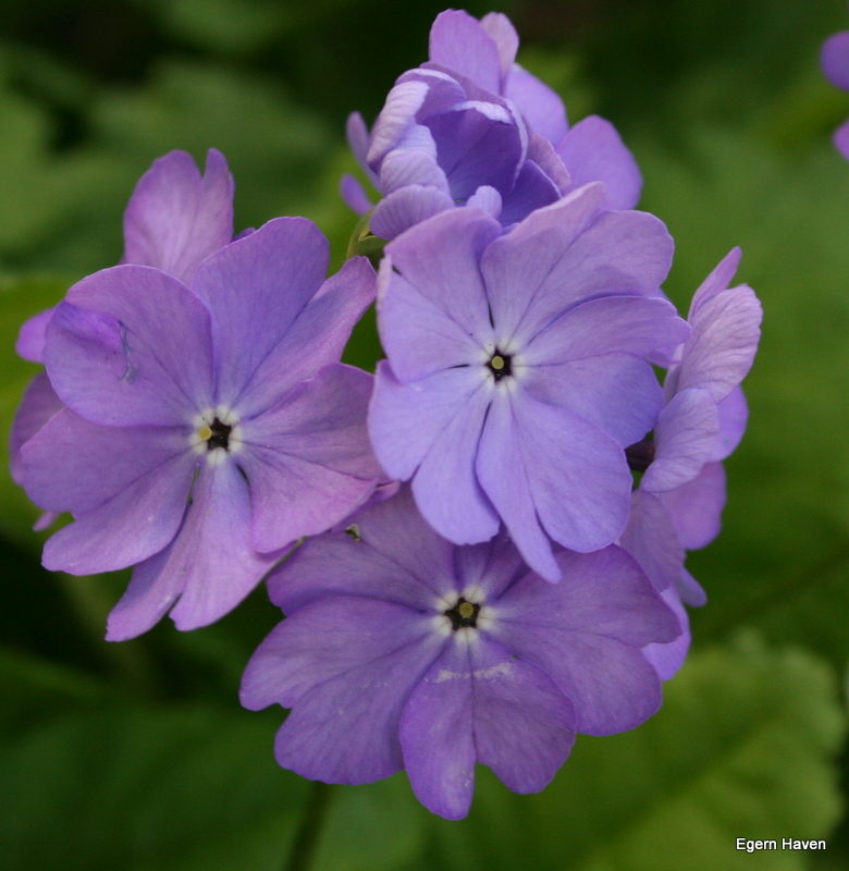 Sieboldii